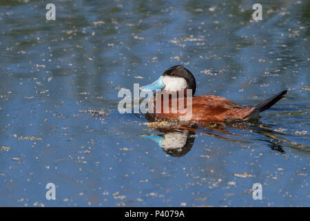 Ein drake Schwarzkopfruderente in der Paarung Gefieder. Stockfoto