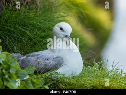 Northern Eissturmvogel, Fulmarus glacialis, Mykines, Färöer Inseln Stockfoto