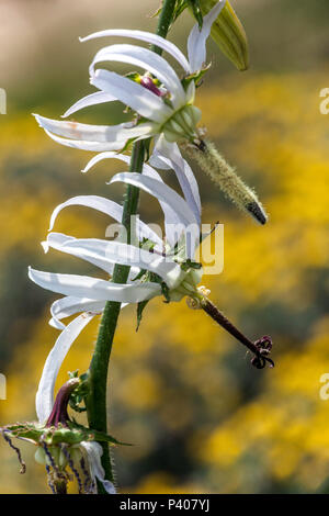 Catherine Wheel Blume, Michauxia tchihatchewii Stockfoto