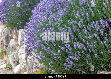 Lavendelwachstum, Lavandula angustifolia Wandpflanzen duftend Stockfoto