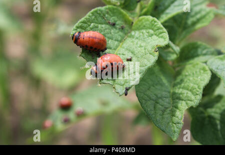 Zwei Larven der Kartoffelkäfer (Leptinotarsa decemlineata), Fütterung auf kartoffelpflanze Laub. Stockfoto