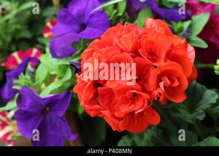 Schönen lebendigen Sommer Freilandpflanzen: Rote Geranie und deep purple Petunia Blumen. Stockfoto