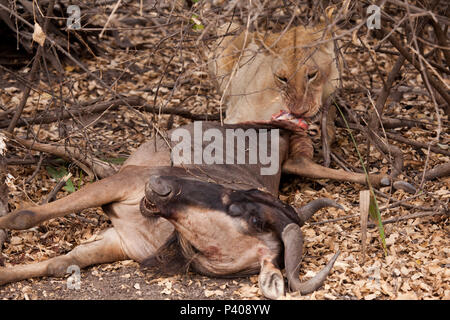 Löwin Feeds auf ein Kill, einem jungen Gnus, Selous Game Reserve Stockfoto