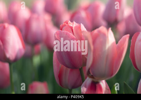 Der schöne Garten mit verschiedenen Arten von Tulpen und verschiedenen pulsierende und lebendige Farben blühen um im Sommer in Niederlande Stockfoto