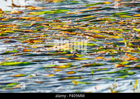 Neptun Gras (Posidonia oceanica) lässt sich von der Meeresoberfläche in einem Ebbe in Ses Salines Naturpark (Formentera, Balearen, Spanien) Stockfoto