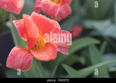 Der schöne Garten mit verschiedenen Arten von Tulpen und verschiedenen pulsierende und lebendige Farben blühen um im Sommer in Niederlande Stockfoto