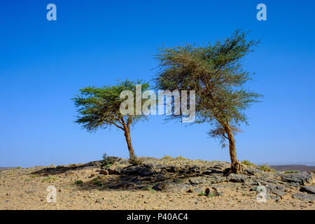 Bäume überleben und wachsen auf einem Felsvorsprung in der marokkanischen Sahara. Stockfoto