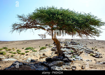 Bäume überleben und wachsen auf einem Felsvorsprung in der marokkanischen Sahara. Stockfoto