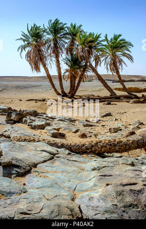 Bäume überleben und wachsen auf einem Felsvorsprung in der marokkanischen Sahara. Stockfoto