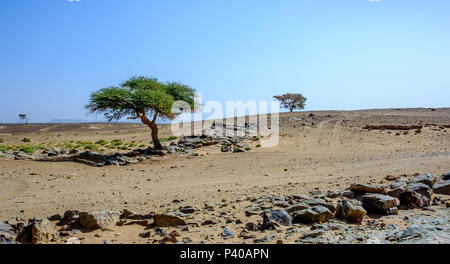 Bäume überleben und wachsen auf einem Felsvorsprung in der marokkanischen Sahara. Stockfoto