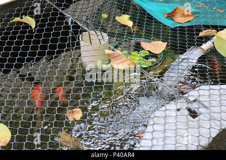 Tanque com caseira criação de peixe Wels e Carpa, em Residência localizada em Cajamar. Stockfoto