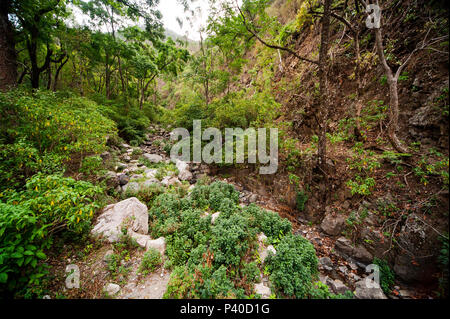 Dichten Wald an der Nandhour Tal, Kumaon Hügel, Uttarakhand, Indien Stockfoto