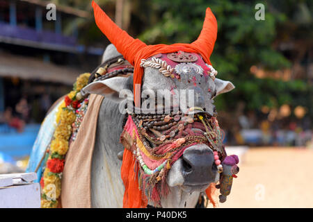 Stier in der traditionellen indischen Zubehör Stockfoto