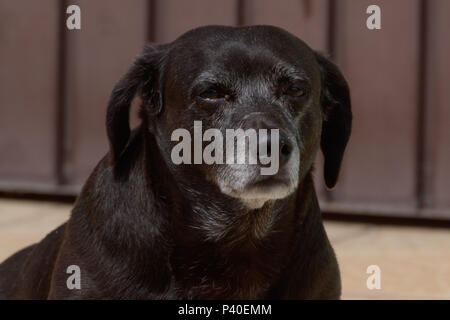 Cachorro sem-raça definida Rd'na Fase idosa. Stockfoto
