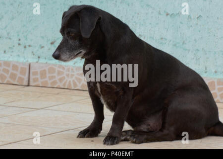 Cachorro sem-raça definida Rd'na Fase idosa. Stockfoto