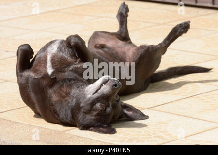 Cachorro sem-raça definida Rd'na Fase idosa. Stockfoto