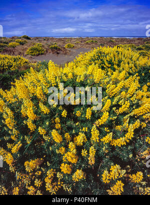 Gelbe Bush Lupine, Lupinus arboreus, Clam Strand, Little River State Beach, Humboldt County, Kalifornien Stockfoto