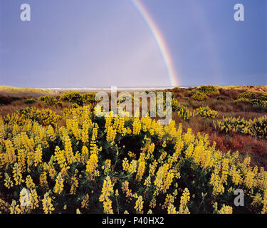 Gelbe Bush Lupine, Clam Strand, Little River State Beach, Humboldt County, Kalifornien Stockfoto