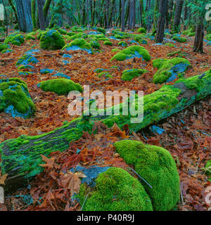 Die Waschbecken, Trinity Alpen Wüste, Shasta-Trinity National Forest, Kalifornien Stockfoto