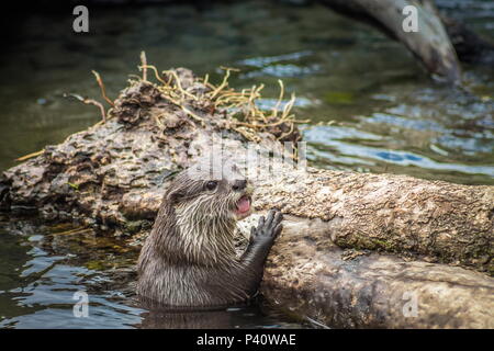 Schließen Sie herauf Bild eines asiatischen kleinen Krallen Otter mit kopieren. Stockfoto