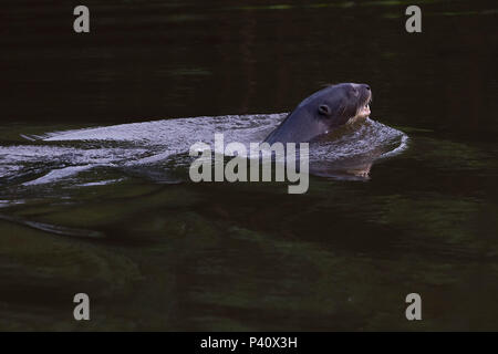 Ariranha Pteronura brasiliensis lontra - gigante Lobo-do-Rio ou Onça-d'água mamífero Tier natureza Fauna Pantanal Rio Vermelho Corumbá Mato Grosso do Sul Brasil Stockfoto