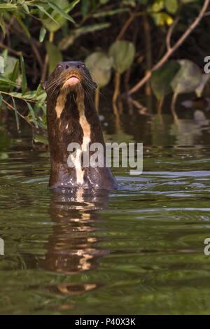 Rio Vermelho - corumbá-MS Ariranha Pteronura brasiliensis lontra - gigante Lobo-do-Rio ou Onça-d'água mamífero Tier natureza Fauna Pantanal Rio Vermelho Corumbá Mato Grosso do Sul Brasil Stockfoto