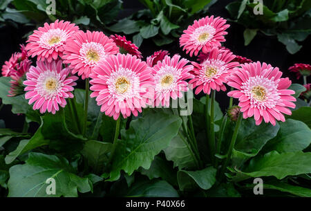 Die gerbera Garvinea süsse Erinnerungen ein hardy Gerbera Sorte, an die Gärtner' Welt Live Show im NEC, Birmingham, England, Großbritannien Stockfoto