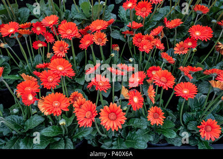 Eine Masse von Gerbera garvinea Sweet Love' an die Gärtner' Welt Live Show im NEC, Birmingham, England, Großbritannien Stockfoto