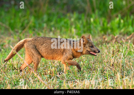 Fazenda Pouso Alegre - Poconé MT Lobinho cachorro - do - Mato guaraxaim Cerdocyon thous família dos canídeos Tier mamífero Faunata Natureza Pantanal Norte Poconé Mato Grosso Centro Oeste Brasil Stockfoto