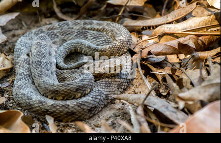 Fazenda Pouso Alegre - Poconé MT JARARACA - BOCA-DE-SAPO Bothrops matogrossensis venenosa réptil cobra Cobra comum keine Pantanal Fauna Natureza Poconé Mato Grosso Pantanal Norte Brasilien Centro Oeste Stockfoto