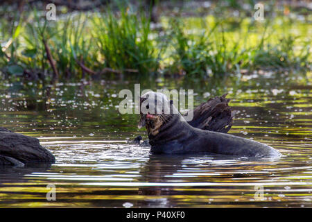 Ariranha onça-d'água lontra - gigante Lobo-do-Rio mamífero mustelídeo Fauna Natureza Pteronura brasiliensis Pantanal Rio Rio Três Irmãos Mato Grosso Porto Jofre Centro Oeste Brasil Stockfoto