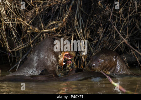 Ariranha onça-d'água lontra - gigante Lobo-do-Rio mamífero mustelídeo Fauna Natureza Pteronura brasiliensis Pantanal Rio Rio Três Irmãos Mato Grosso Porto Jofre Centro Oeste Brasil Stockfoto