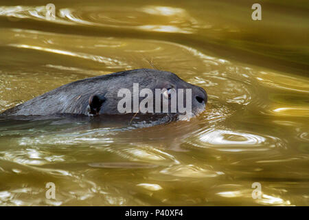 Ariranha onça-d'água lontra - gigante Lobo-do-Rio mamífero mustelídeo Fauna Natureza Pteronura brasiliensis Pantanal Rio Rio Três Irmãos Mato Grosso Porto Jofre Centro Oeste Brasil Stockfoto