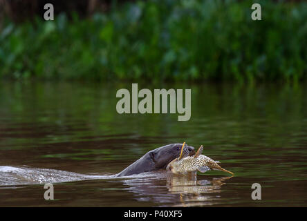 Ariranha Pteronura brasiliensis Onça-d'água lontra - gigante Lobo-do-Rio mamífero mustelídeo Fauna Natureza Pantanal Pantanal Norte Brasilien Centro oeste Stockfoto