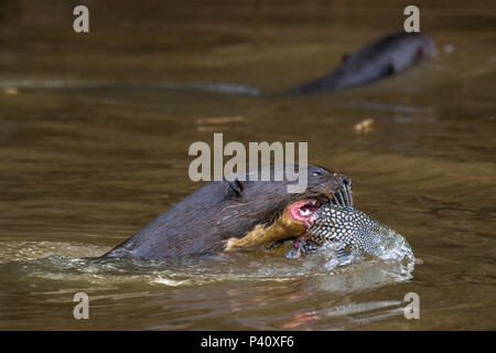 Ariranha onça-d'água lontra - gigante Lobo-do-Rio mamífero mustelídeo Fauna Natureza Pteronura brasiliensis Pantanal Rio Rio Três Irmãos Mato Grosso Porto Jofre Centro Oeste Brasil Stockfoto