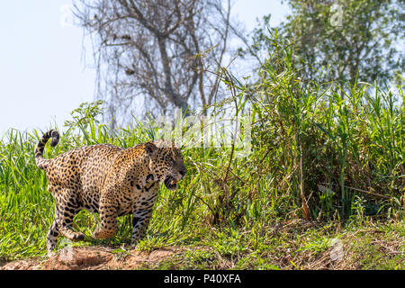 Onça Onça-pintada Jaguar - onça preta Panthera onca Pantera Fauna Natureza Pantanal Rio Rio Três Irmãos Pantanal Norte, Centro Oeste Brasil Stockfoto