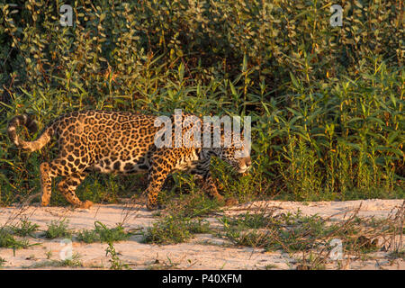 Rio Piquiri-MS Onça Onça-pintada Jaguar - onça preta Panthera onca Pantera Fauna Natureza Pantanal Rio Rio Piquiri Pantanal Norte, Centro Oeste Brasil Stockfoto