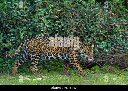 Onça Onça-pintada Jaguar - onça preta Panthera onca Pantera Fauna Natureza Pantanal Rio Rio Piquiri Pantanal Norte, Centro Oeste Brasil Stockfoto