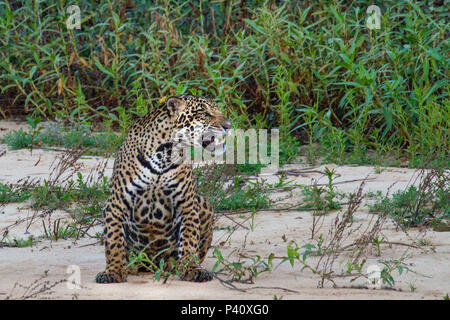 Rio Piquiri-MS Onça Onça-pintada Jaguar - onça preta Panthera onca Pantera Fauna Natureza Pantanal Rio Rio Piquiri Pantanal Norte, Centro Oeste Brasil Stockfoto