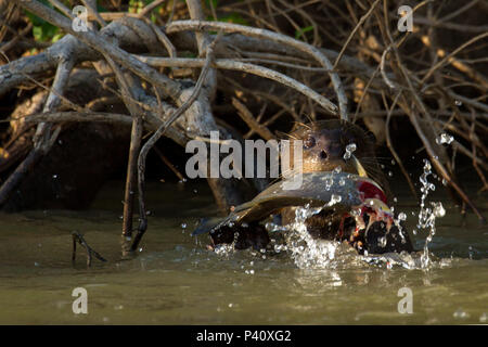 Ariranha onça-d'água lontra - gigante Lobo-do-Rio mamífero mustelídeo Fauna Natureza Pteronura brasiliensis Pantanal Rio Rio Três Irmãos Mato Grosso Porto Jofre Centro Oeste Brasil Stockfoto