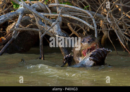 Ariranha onça-d'água lontra - gigante Lobo-do-Rio mamífero mustelídeo Fauna Natureza Pteronura brasiliensis Pantanal Rio Rio Três Irmãos Mato Grosso Porto Jofre Centro Oeste Brasil Stockfoto