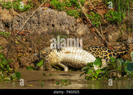 Rio Piquiri MS Onça Onça-pintada Jaguar - onça preta Panthera onca Pantera Fauna Natureza Pantanal Rio Rio Piquiri Pantanal Norte, Centro Oeste Brasil Stockfoto