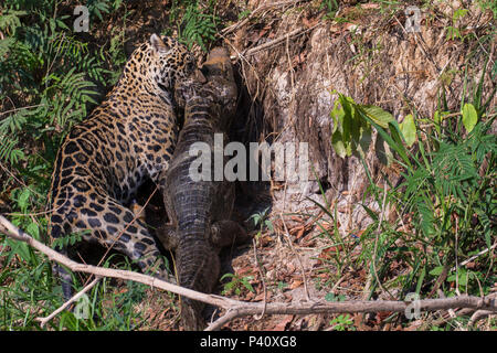 Onça Onça-pintada Jaguar - onça preta Panthera onca Pantera Fauna Natureza Pantanal Rio Rio Piquiri Pantanal Norte, Centro Oeste Brasil Stockfoto