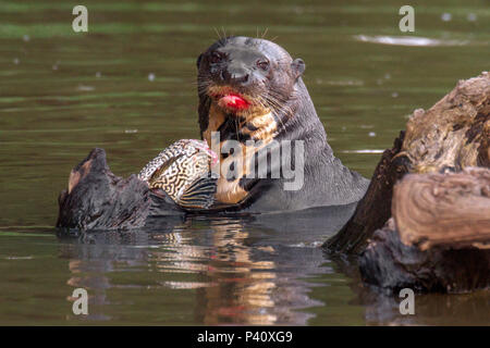 Ariranha onça-d'água lontra - gigante Lobo-do-Rio mamífero mustelídeo Fauna Natureza Pteronura brasiliensis Pantanal Rio Rio Três Irmãos Mato Grosso Porto Jofre Centro Oeste Brasil Stockfoto