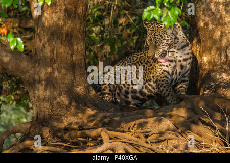 Onça Onça-pintada Jaguar - onça preta Panthera onca Pantera Fauna Natureza Pantanal Rio Rio Três Irmãos Pantanal Norte, Centro Oeste Brasil Stockfoto