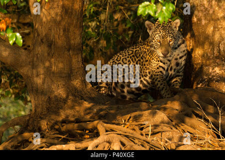 Onça Onça-pintada Jaguar - onça preta Panthera onca Pantera Fauna Natureza Pantanal Rio Rio Três Irmãos Pantanal Norte, Centro Oeste Brasil Stockfoto