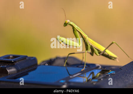 Europäische Gottesanbeterin (Mantis Religiosa) sitzen auf der Kamera Stockfoto