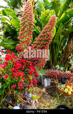 Turm von Juwelen (Echium wildpretii) ein Eingeborener von den Kanarischen Inseln in einem San Leandro, Kalifornien Garten wachsen. Stockfoto