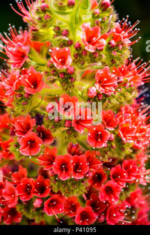 Turm von Juwelen (Echium wildpretii) ein Eingeborener von den Kanarischen Inseln in einem San Leandro, Kalifornien Garten wachsen. Stockfoto