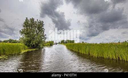 View in canal banks with reeds and Typha under cloudy summer sky Stockfoto